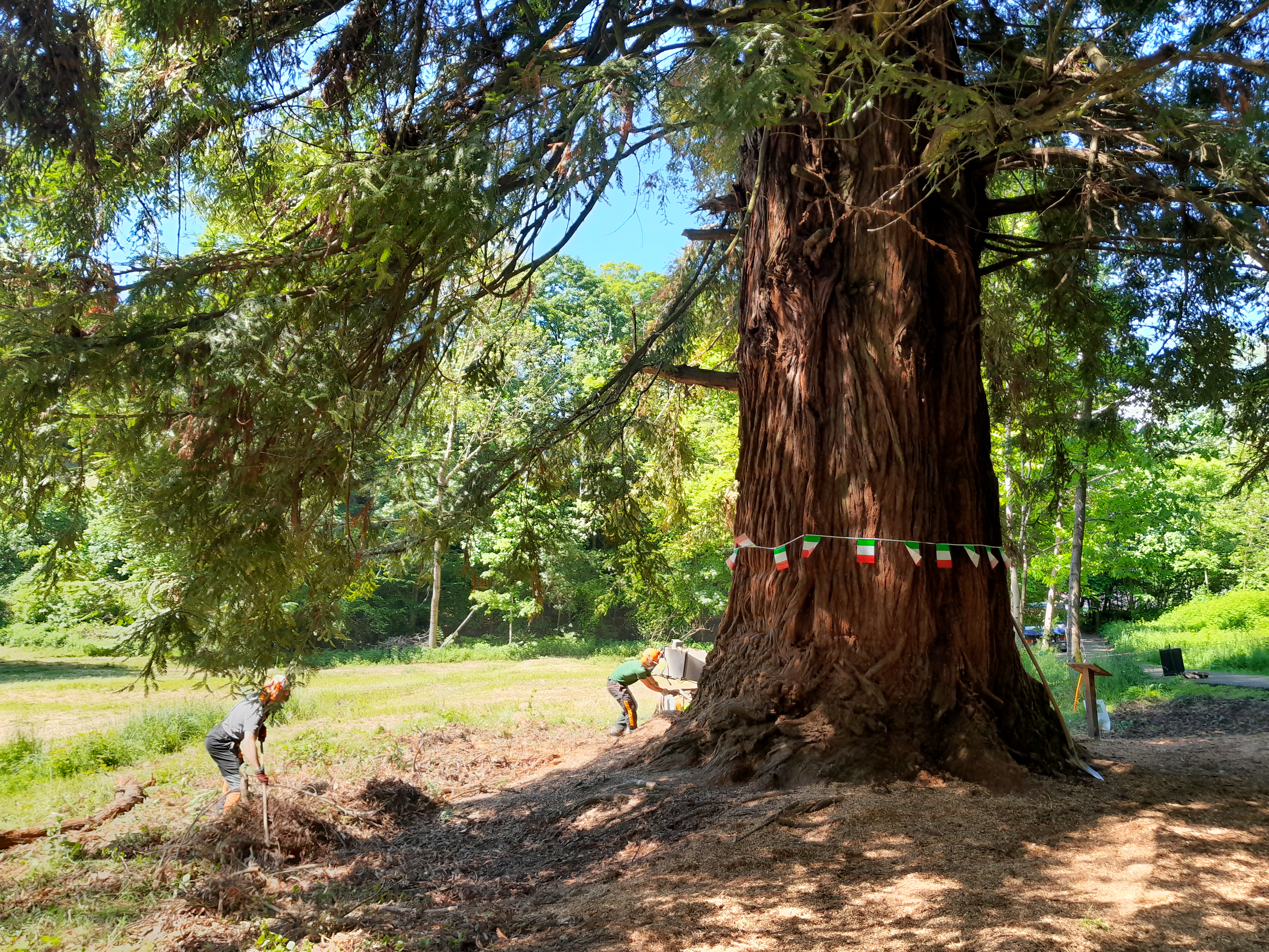 Sequoia